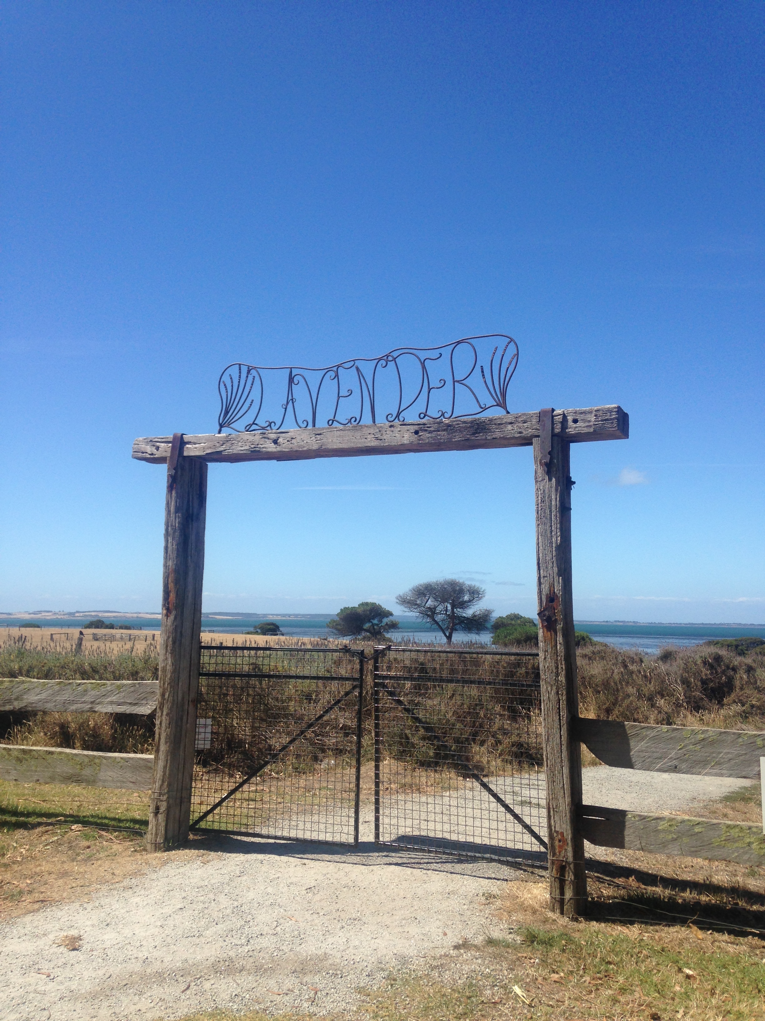 Entrance to lavender fields on a sunny day