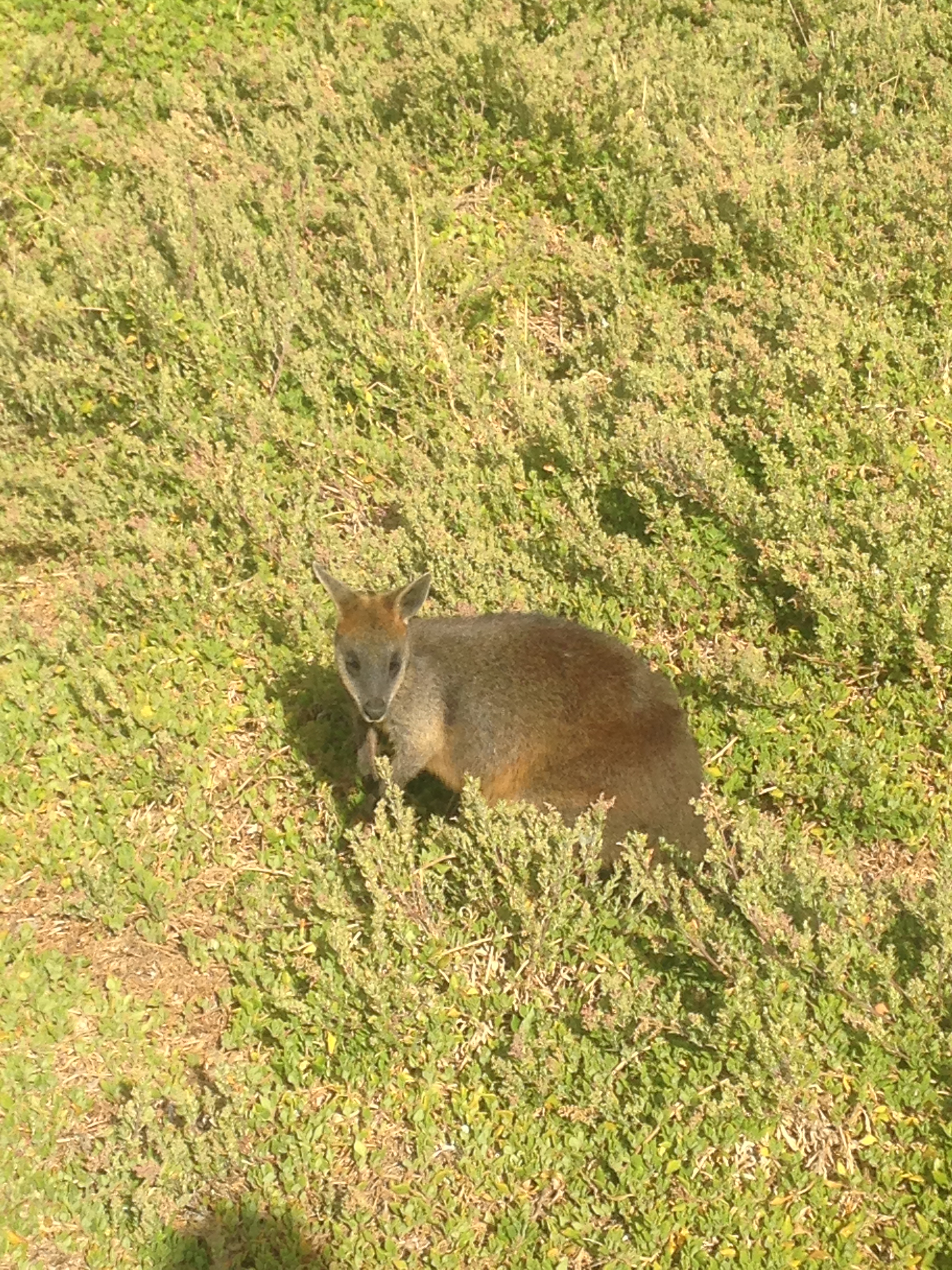Wild wallaby spotted in the natural bush of Australia