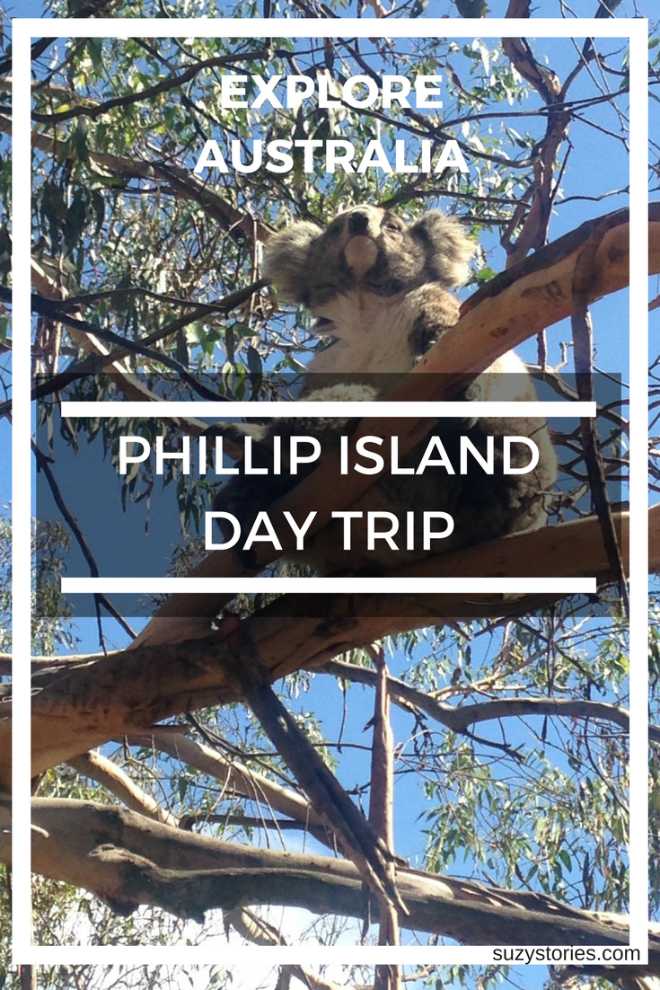 Text overlay image of koala sitting in a tree on Phillip Island