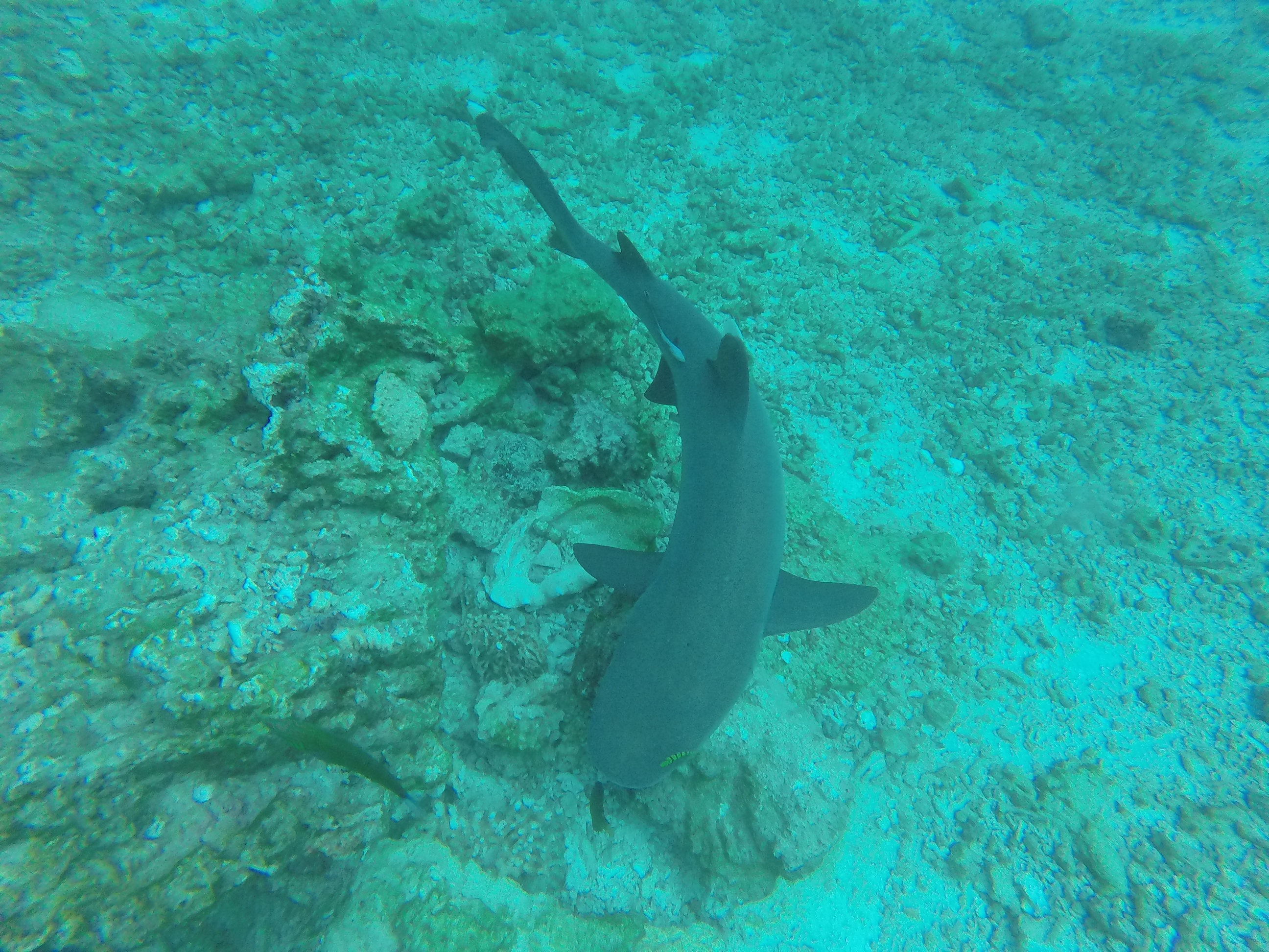 One of many hungry reef sharks exploring the coral in the Yasawa Islands, Fiji