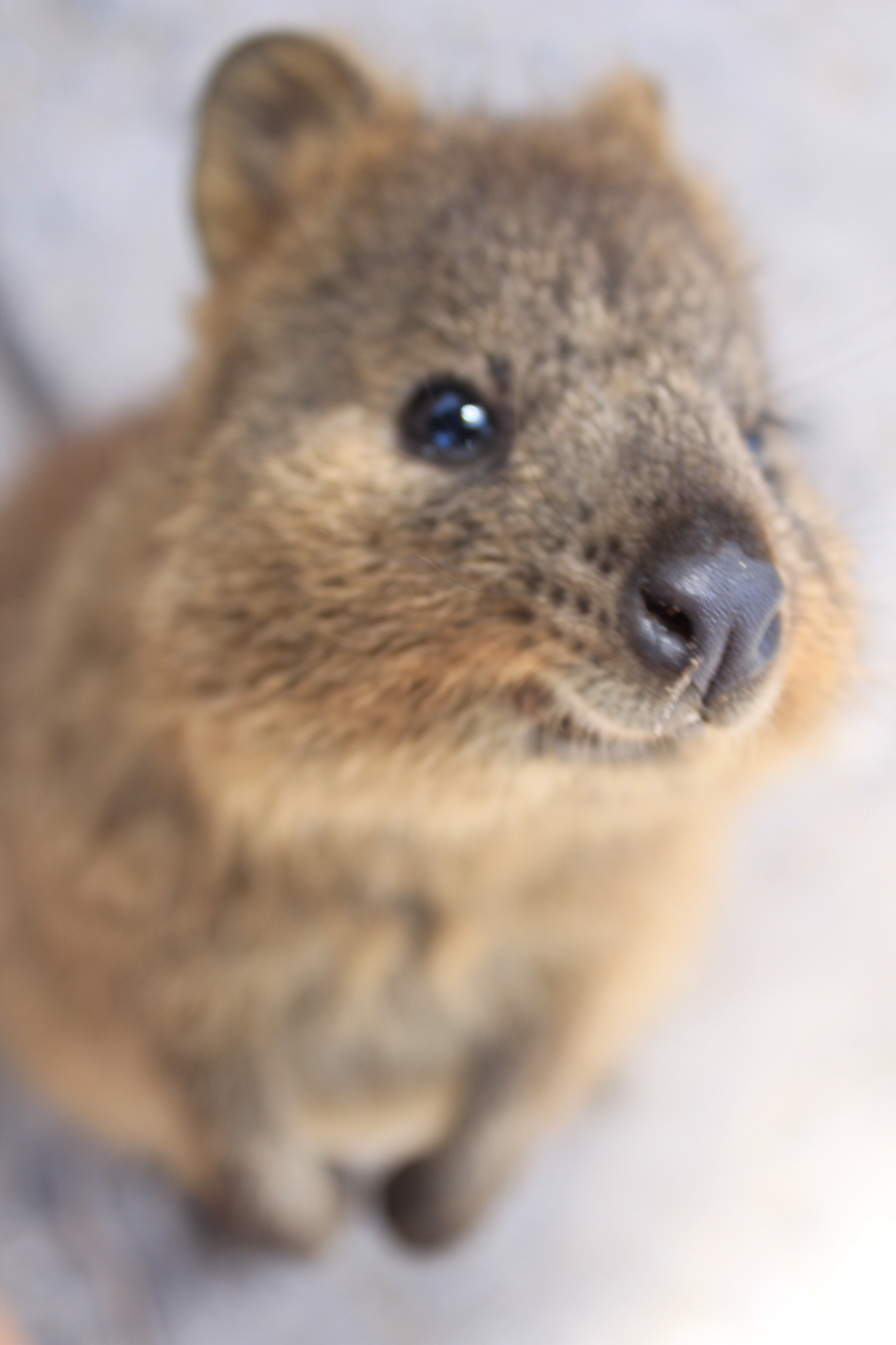 quokka smiling