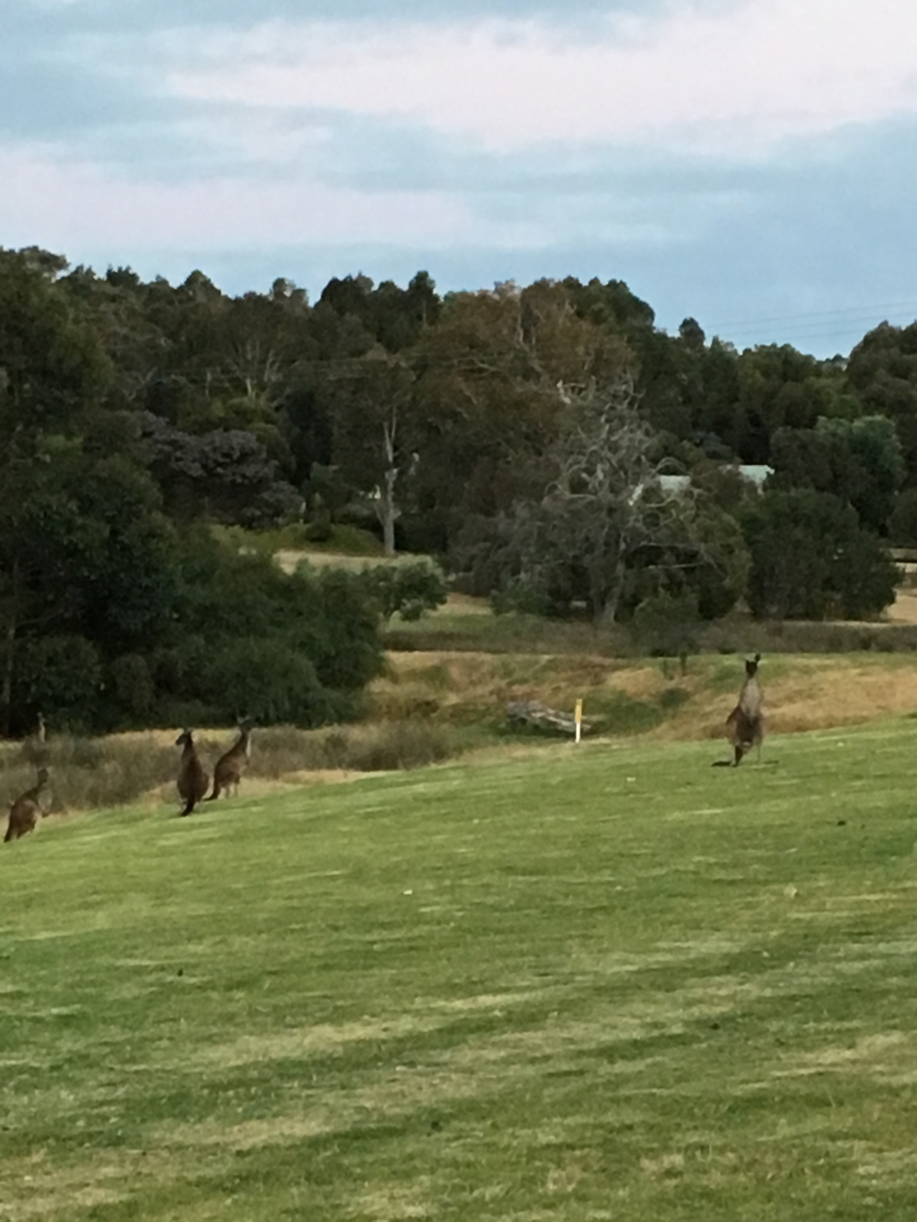 Kangaroos in a field in Australia