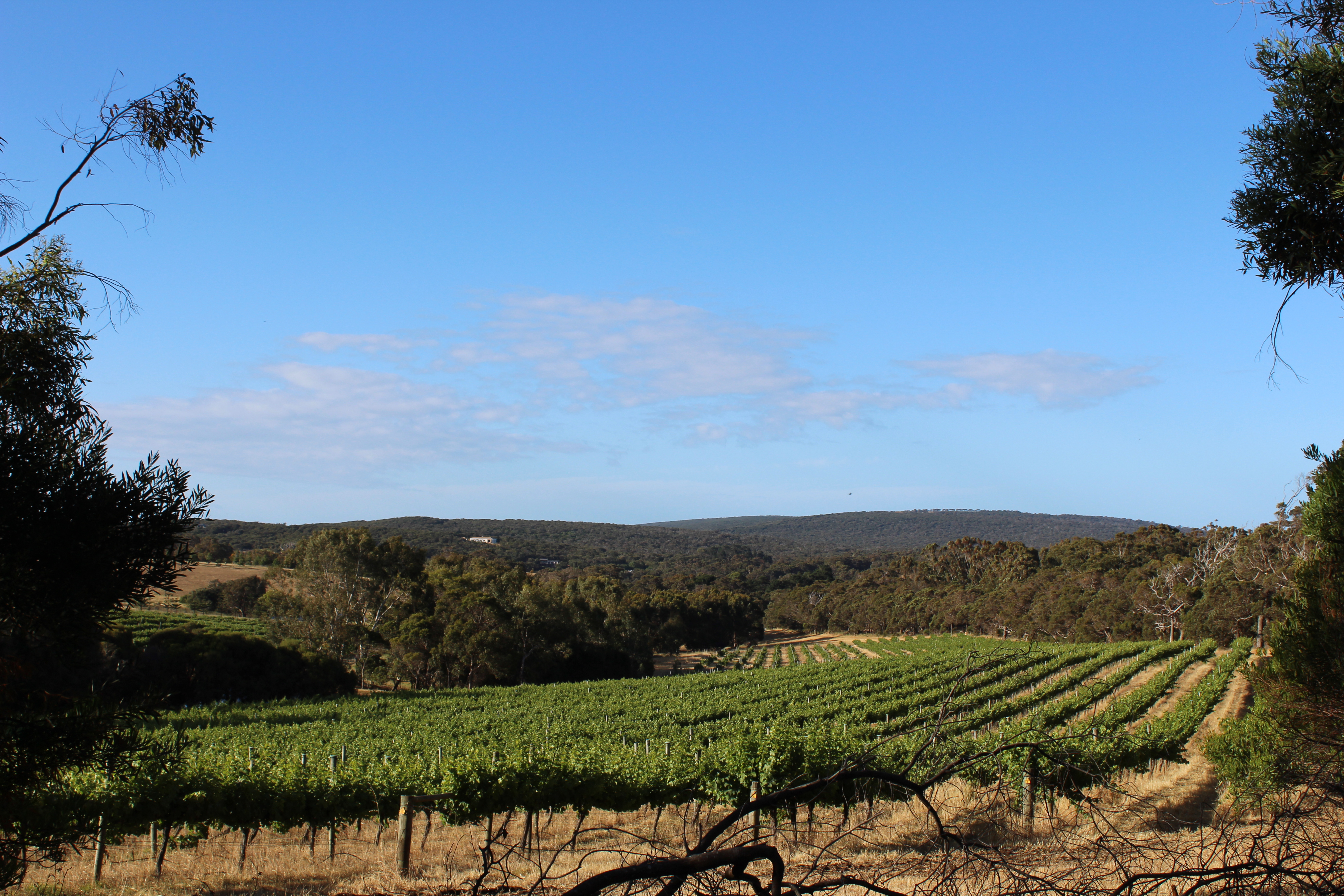 Blue skies over a vineyard in Australia