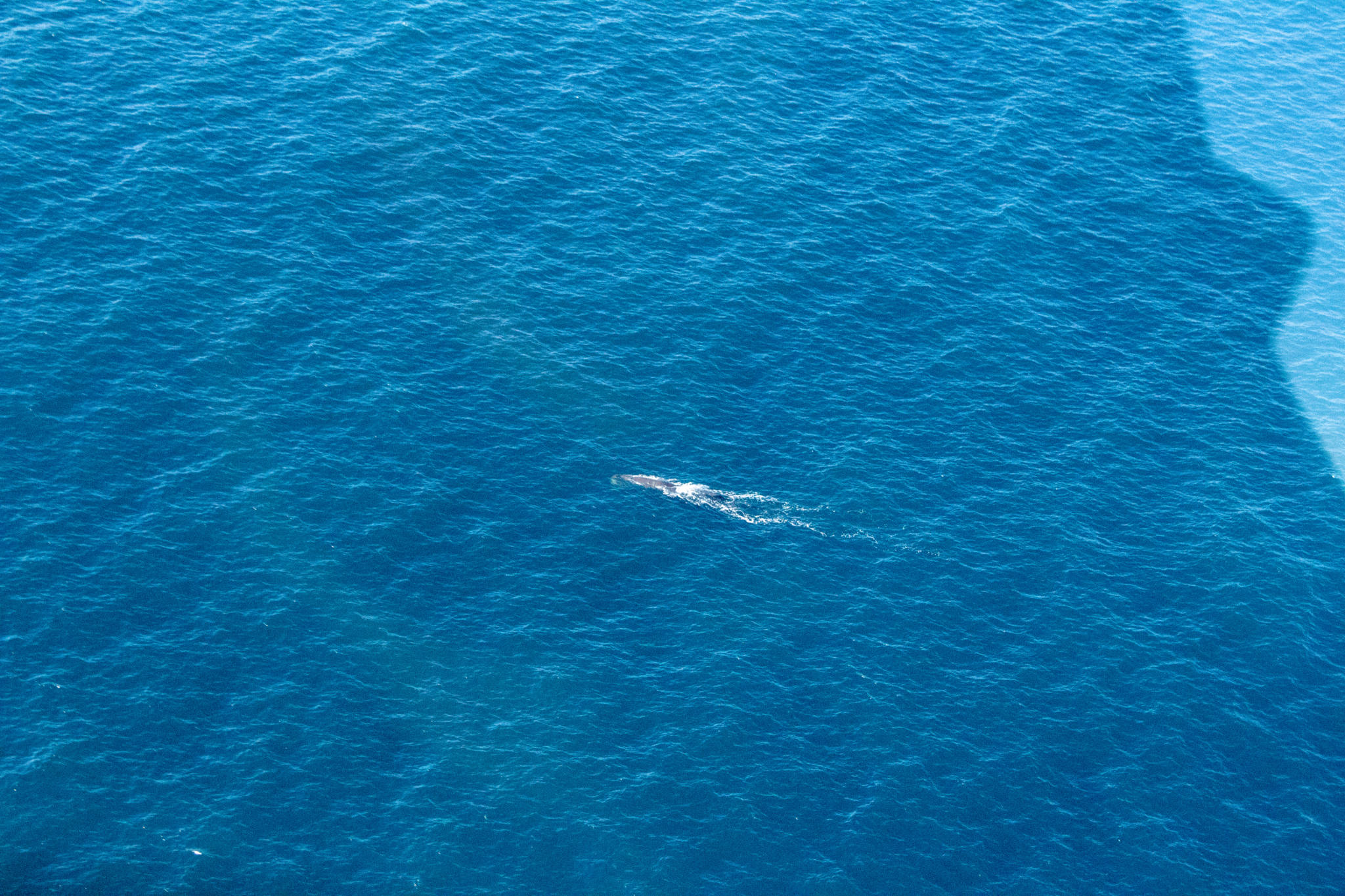 whale swimming in ocean as seen from helicopter