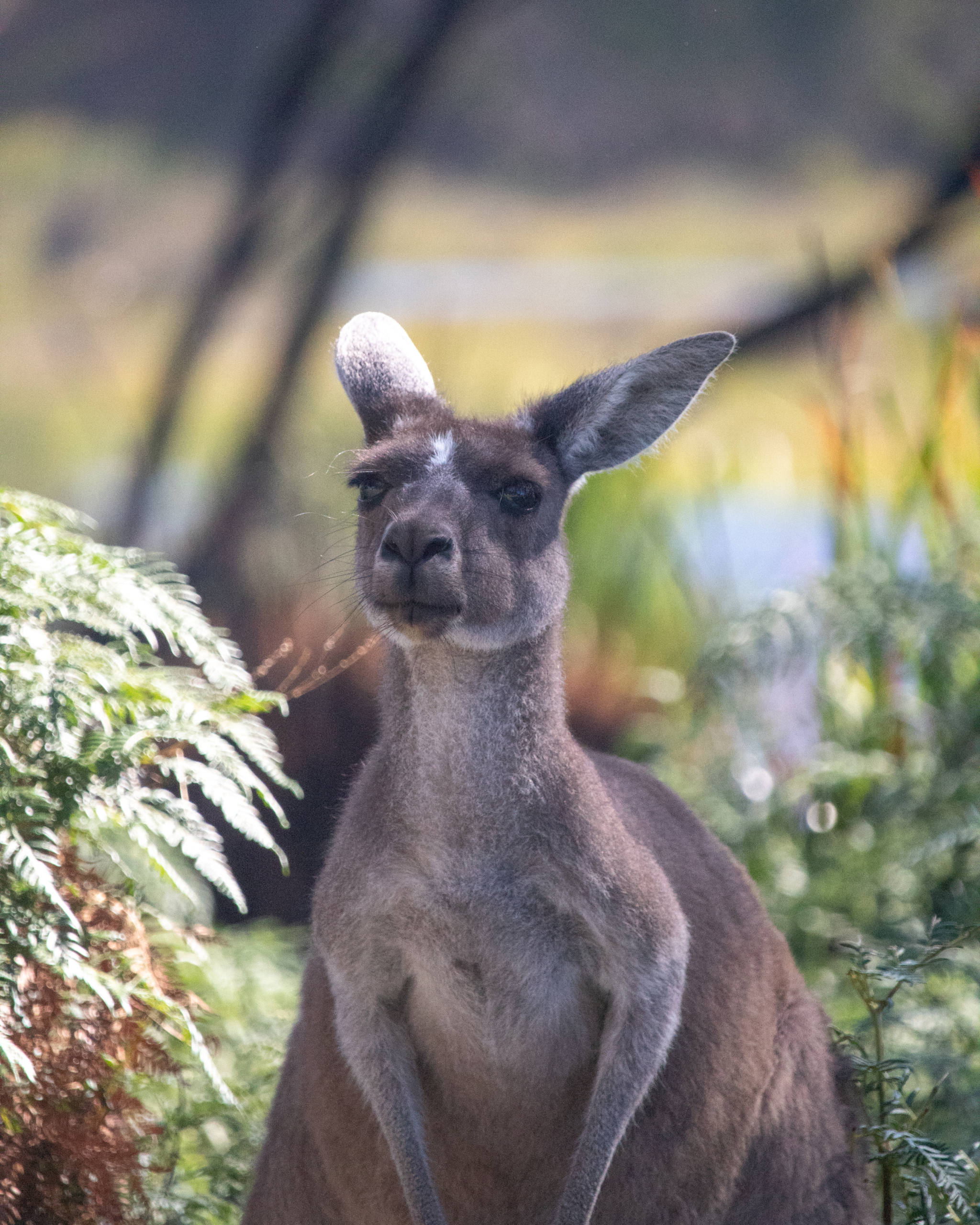 kangaroo looks at camera