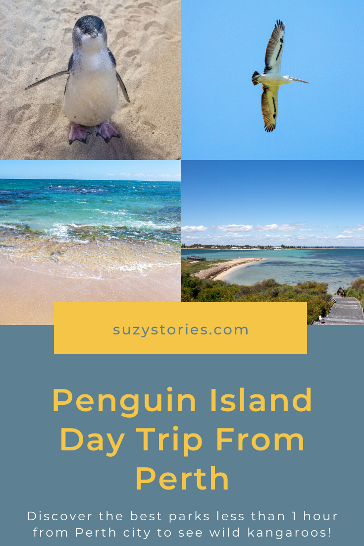 pin collage of penguin island photos