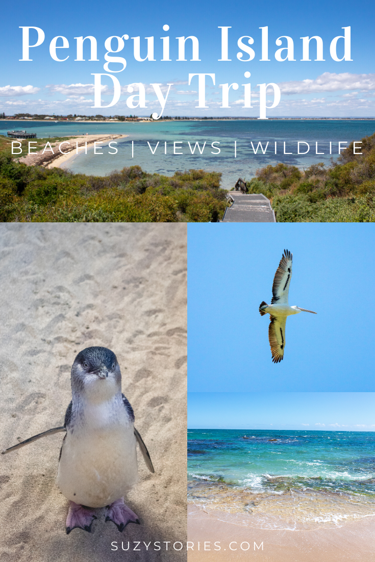 pin collage of penguin island photos