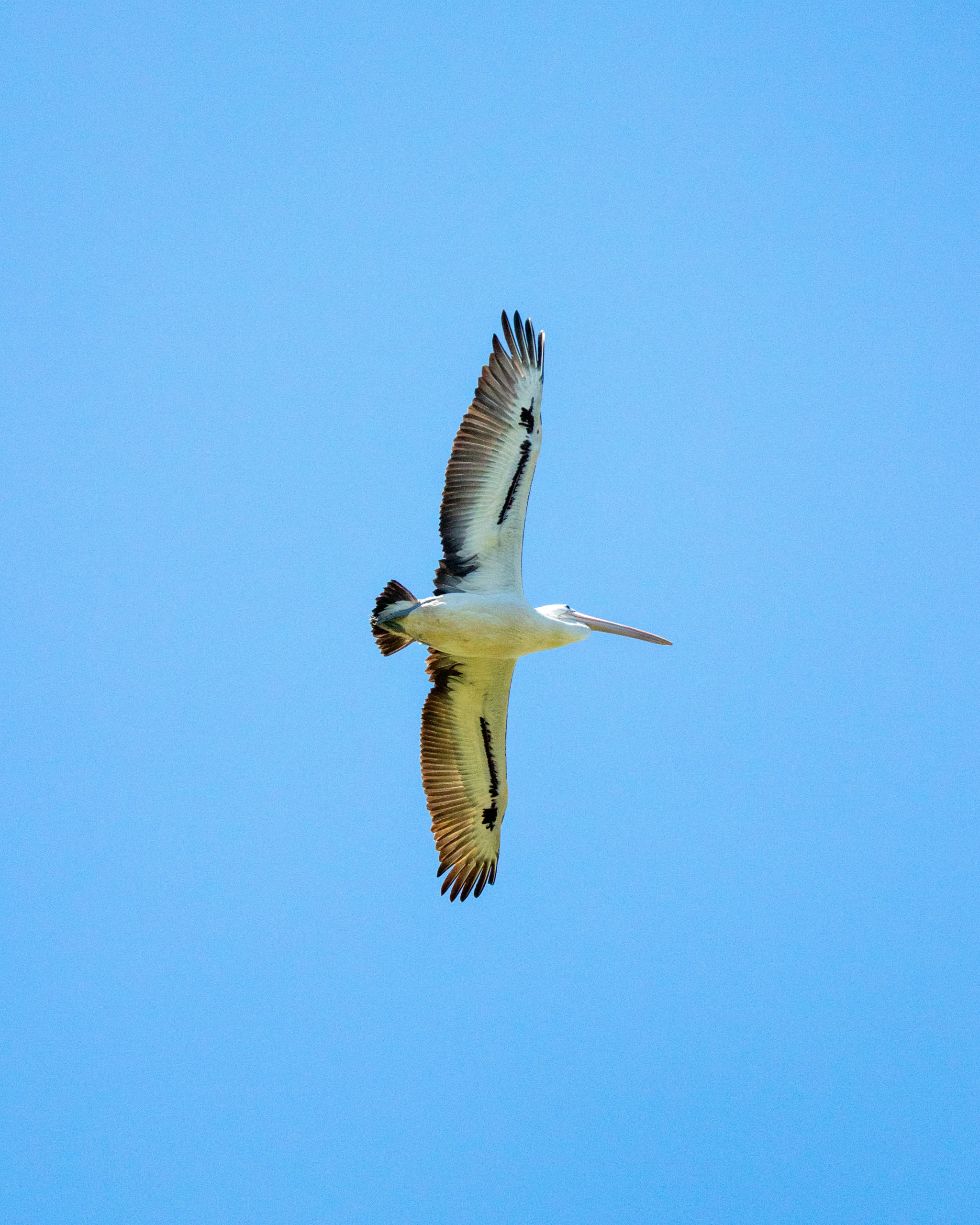 underneath of pelican in flight