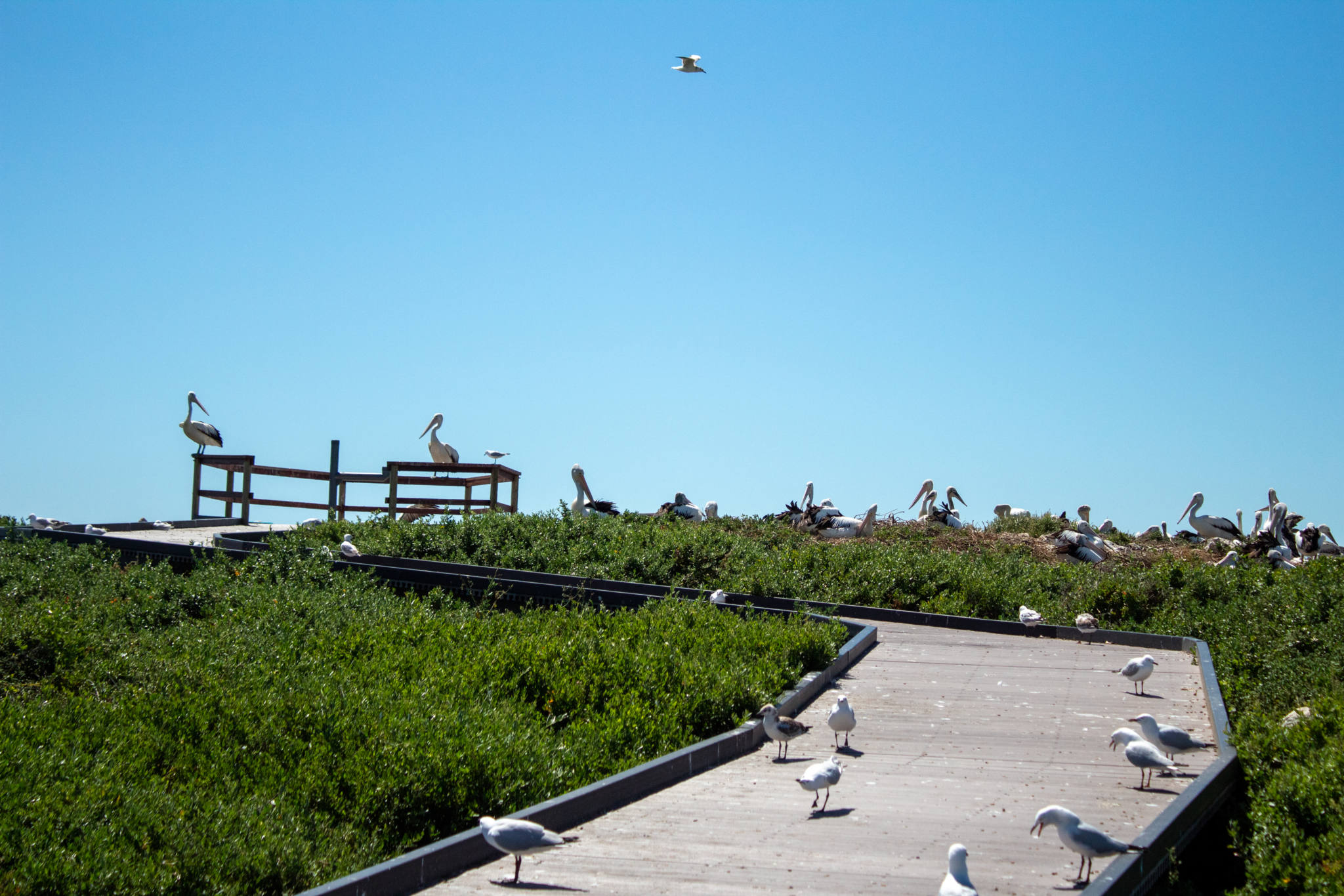 pelicans sit on boardwalk on penguin island