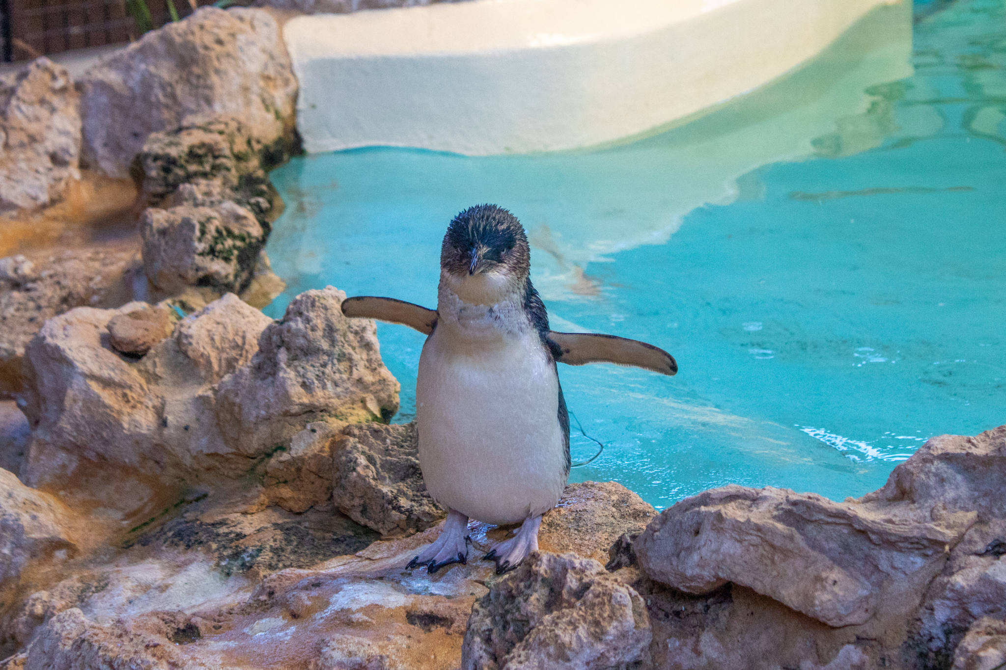 penguin in water enclosure penguin island