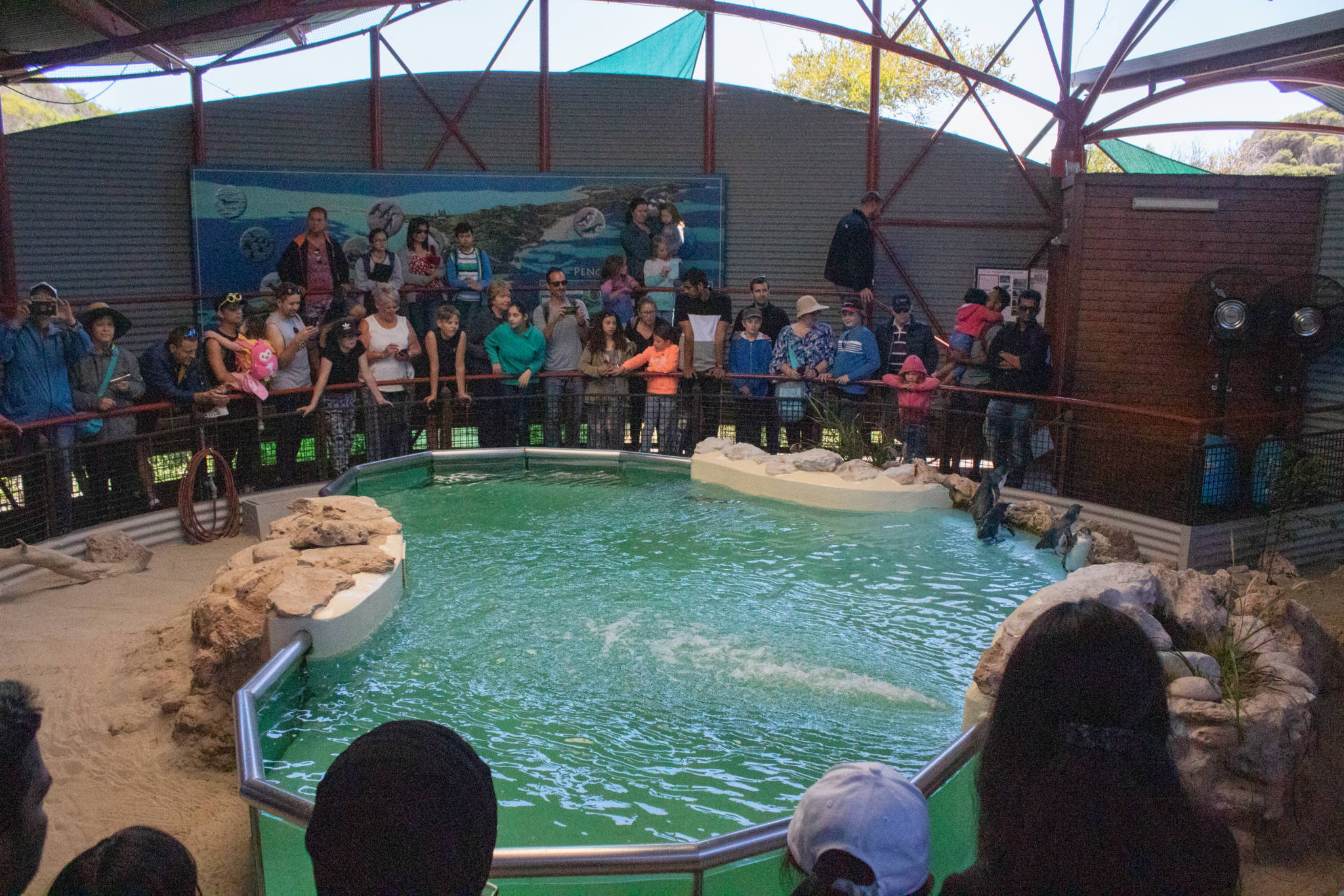 crowd watch penguin feed in penguin enclosure