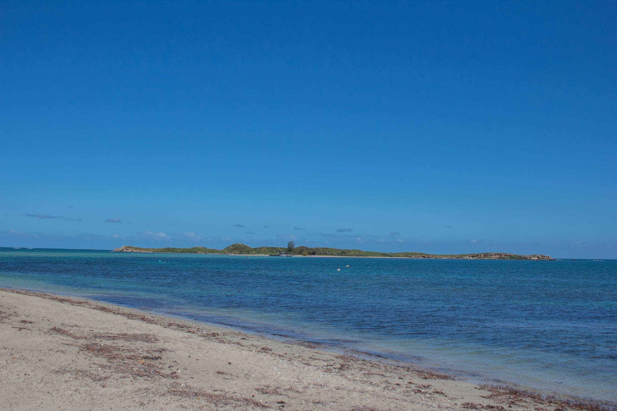 view of penguin island from mainland