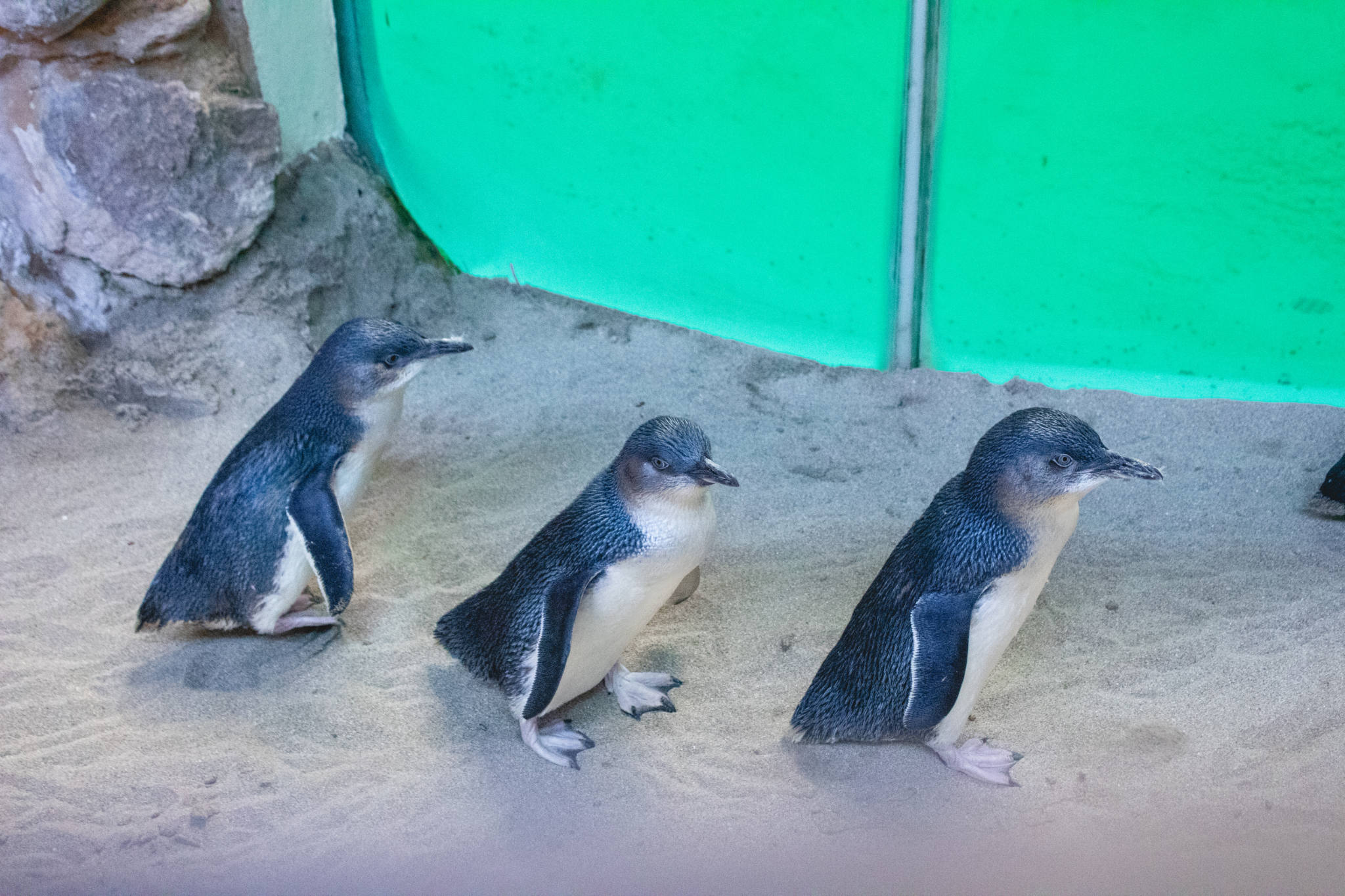 3 penguins walking in penguin enclosure
