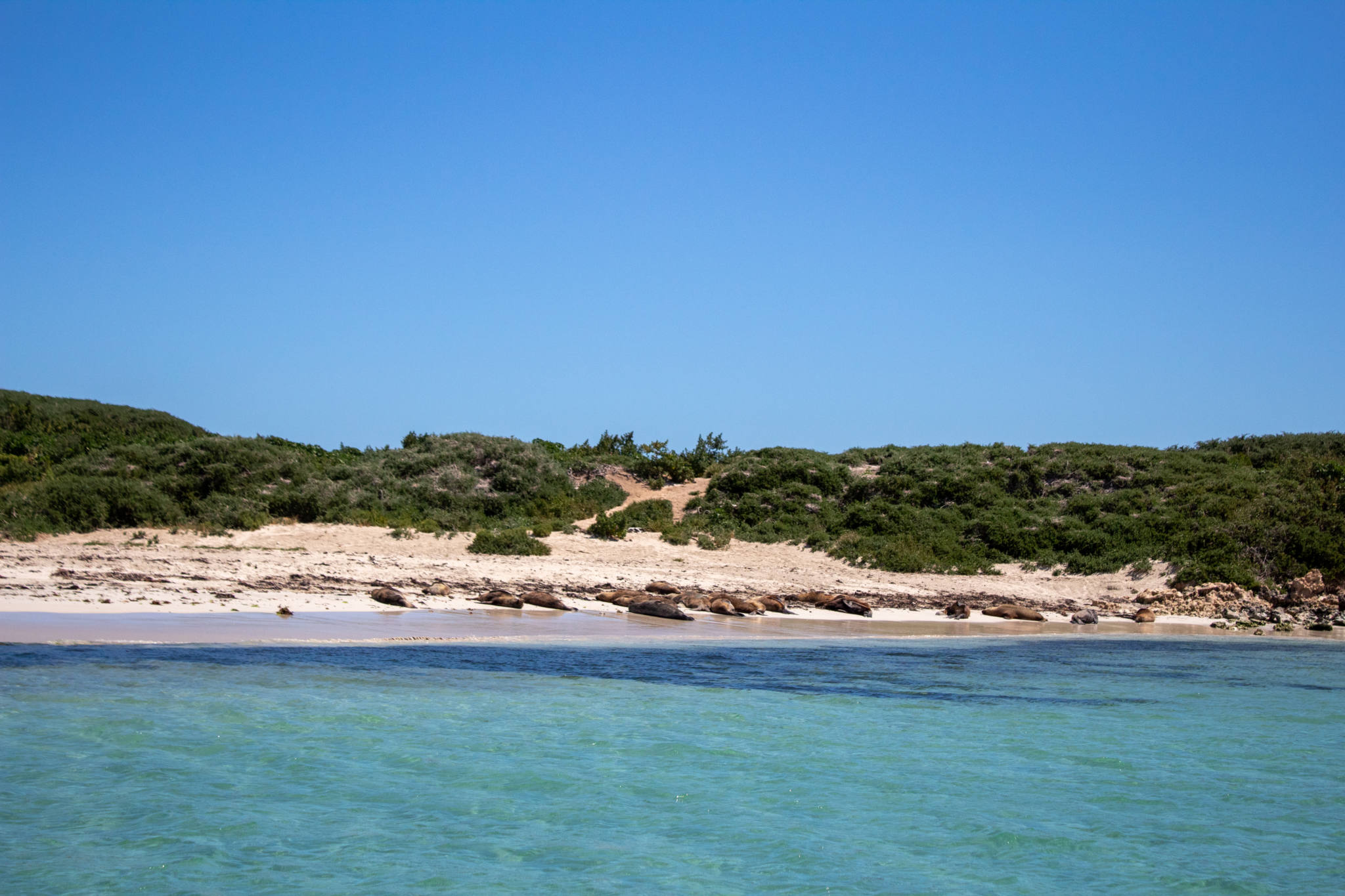 sea lions sleep on beach