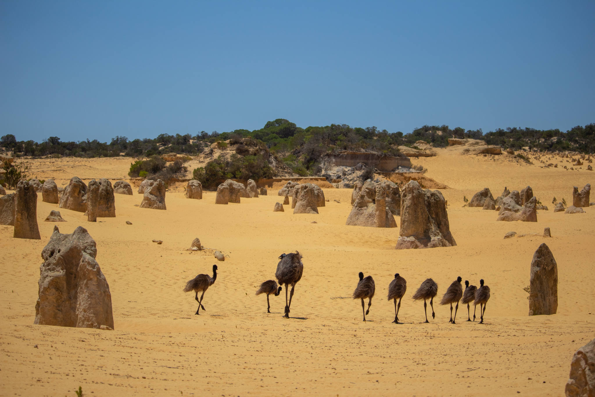 emus walking through the pinnacles desert