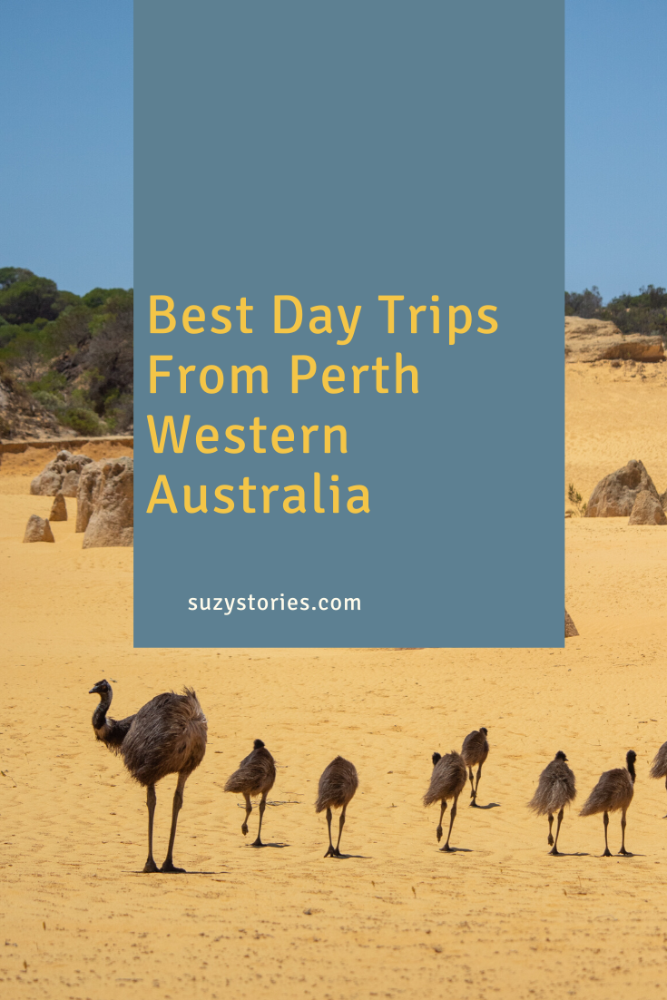 emus walk across yellow sand in the pinnacles desert
