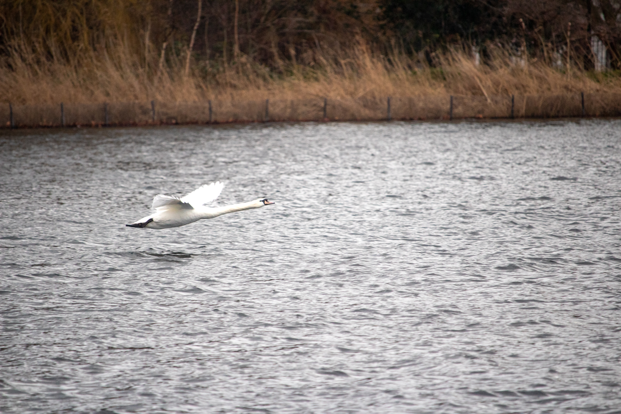 a swan taking off across a pond