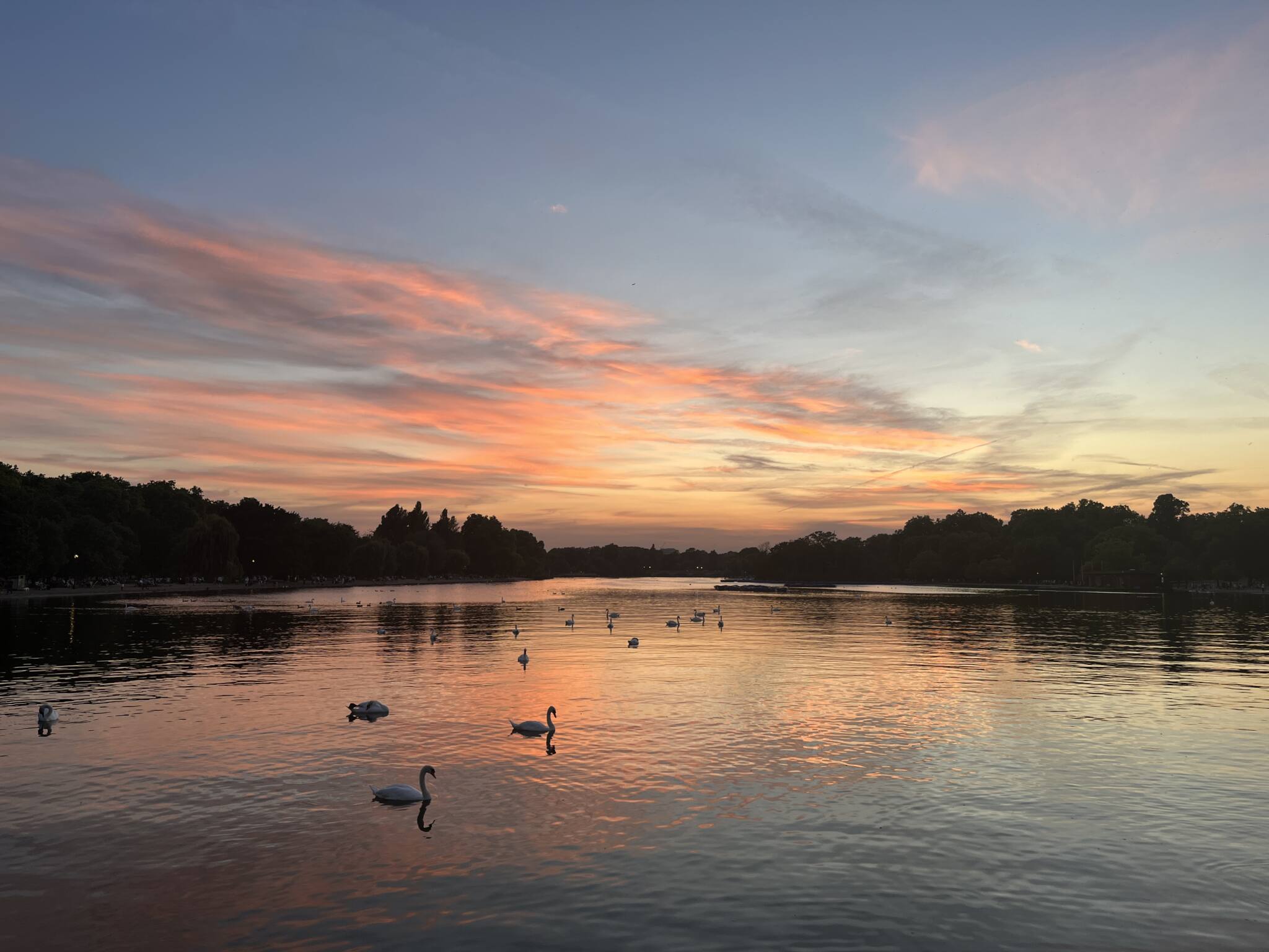 a sunset over a pond with swans floating by